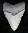 Glossy, Serrated Megalodon Tooth - Venice, FL #19200-1